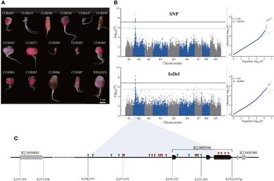 Effect of structural variation in the promoter region of RsMYB1.1 on the skin color of radish taproot